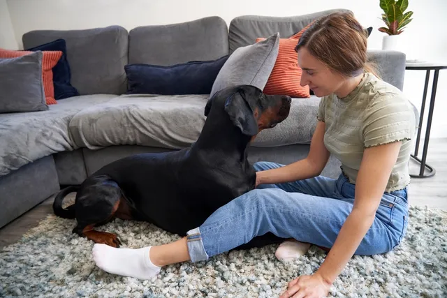 Can Dogs Recognize Faces? What Science Says