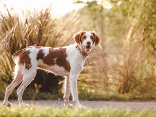 Brittany Spaniel (French Brittany) Dog Breed: Info, Pictures, Temperament & Care