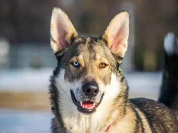 Heterochromia in Dogs: Different Colored Eyes Explained
