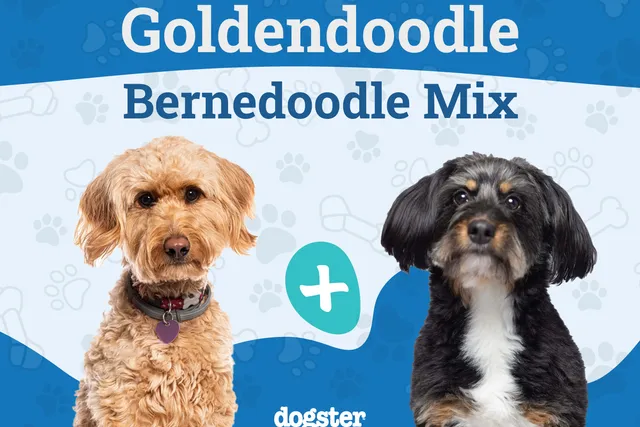 Golden Mountain Doodle Dog Breed: Info, Pictures, Care & Facts