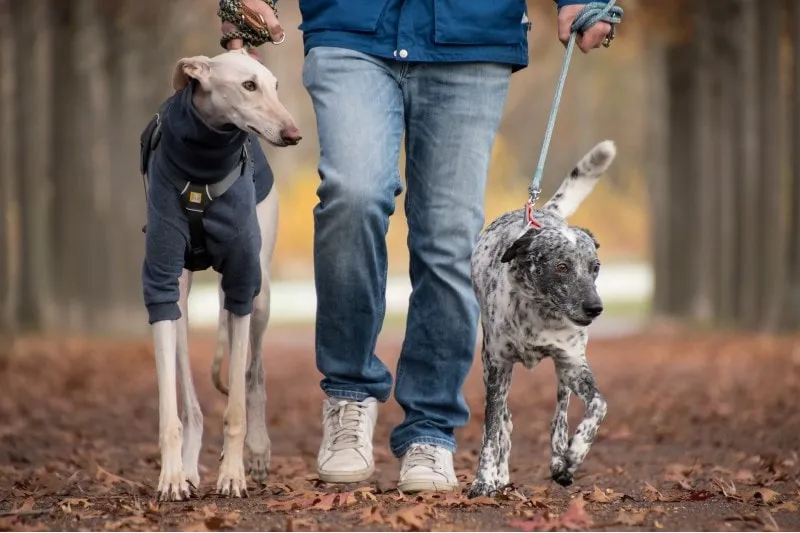 A greyhound and a dog are walking with a man in the park