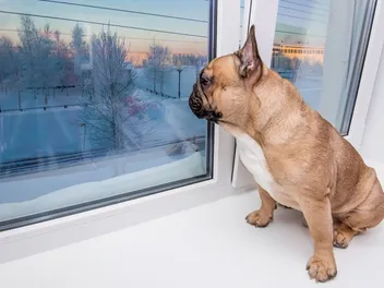 Can Dogs Tell How Long You Are Gone? Vet-Reviewed Factors, Tips & FAQ