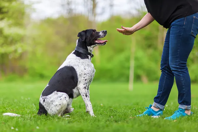 Should I Be Sending My Dog Away for Training? Pros & Cons of "Board & Train"