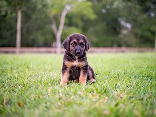 15 Most Popular Dog Breeds in Nigeria (With Info & Pictures)
