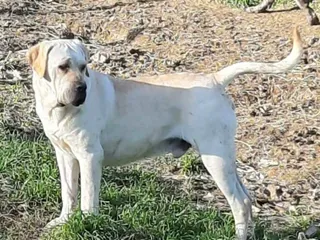 White Cane Corso (Straw Cane Corso): Info, Pictures, History & More