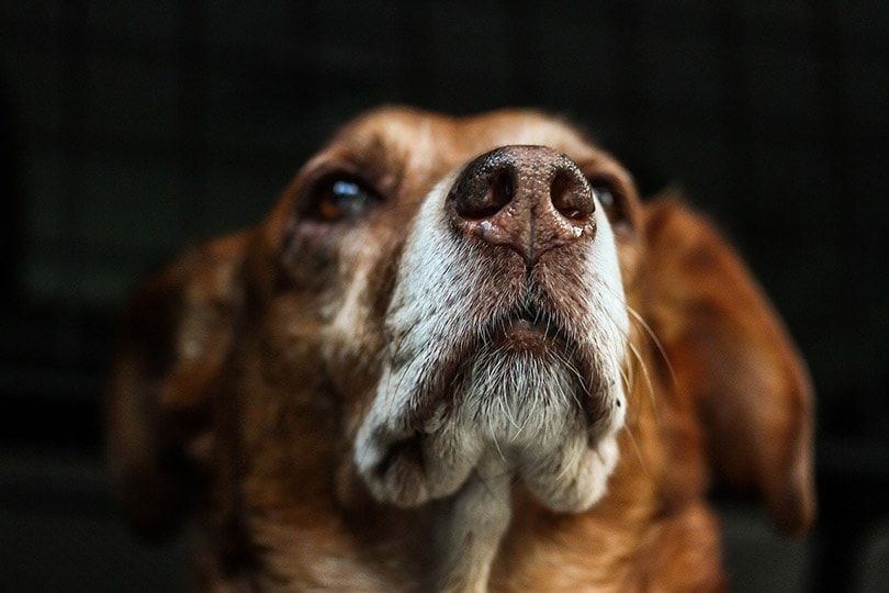 close up of white and tan dog's nose