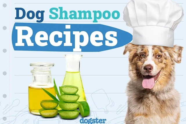 Homemade Dog Shampoo: 4 Simple Recipes