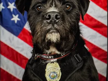 Aaaand The Winner Is... Sergeant Bo!