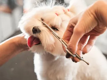 9 Adorable Maltipoo Haircuts (With Pictures)