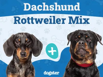 Dachshund Rottweiler Mix: Info, Pictures, Care Guide & More