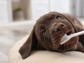 How Much Does Dog Teeth Cleaning Cost in Canada? 2026 Update