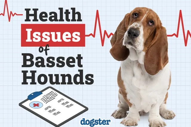 11 Common Health Problems in Basset Hounds to Be Aware Of