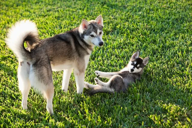 Can an Unvaccinated Puppy Be Around Vaccinated Dogs? Vet-Approved Facts