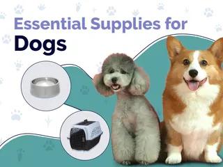 16 Essential Dog Supplies to Get You Started: 2026 Guide