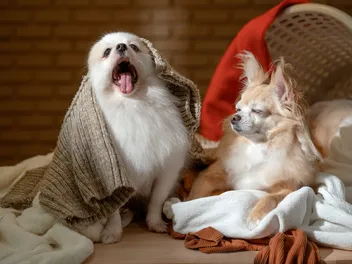 Why Does My Dog Lie on My Clothes? 5 Vet-Reviewed Reasons