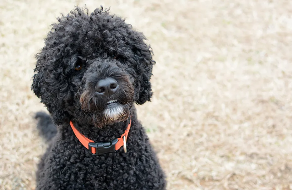 black Portuguese Water Dog wearing orange collar