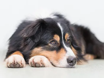 Do I Have an Anti-Social Dog? 8 Vet-Verified Signs to Look For