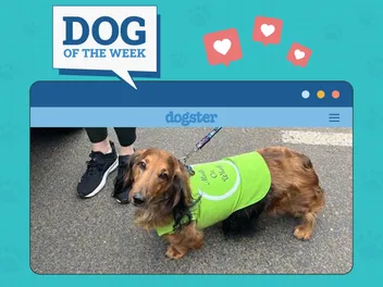 Dogster Photo Contest: Dogs of the Week Winners (May 29, 2025)