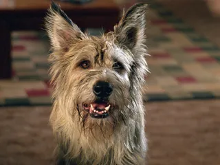 What Breed of Dog Is Winn Dixie? Famous Movie Pup