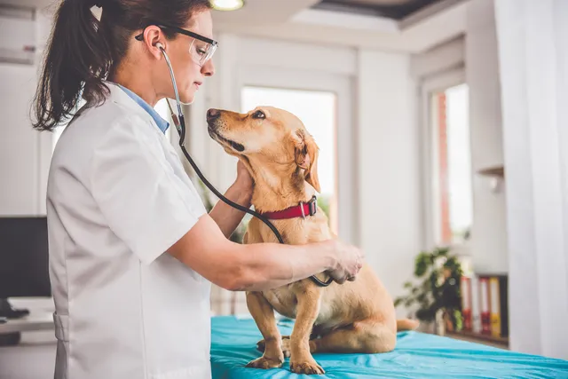 How Can I Talk With a Vet if I Am on a Trip With My Pet? Vet Approved Advice