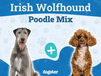 Irish Wolfadoodle (Irish Wolfhound & Poodle Mix): Info, Pictures, Care & More