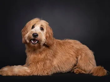 Apricot Labradoodle: Info, Pictures, Origin & More