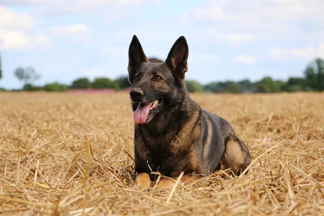 German Malinois (Belgian Malinois & German Shepherd Mix): Info, Pictures & More