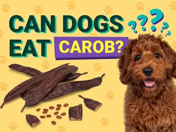 Can Dogs Eat Carob? Vet Reviewed Facts & FAQ