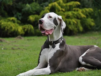 When Does a Great Dane Go Into Heat? Vet-Reviewed Facts & FAQs