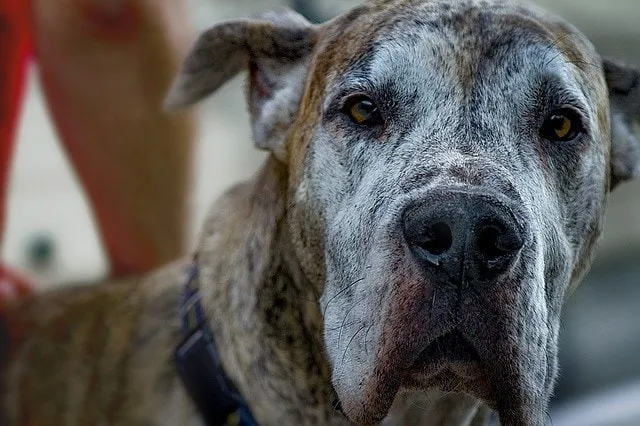 Rottweiler Great Dane Mix: Info, Pictures, Temperament & Facts