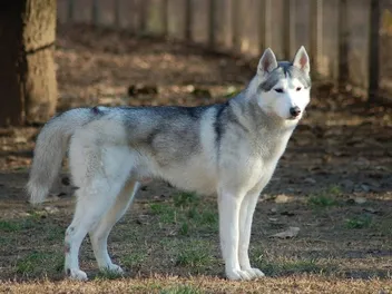 Do Huskies Make Good Pets? Pros, Cons & Care Tips