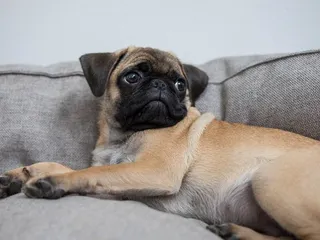 6 Common Health Problems in Pugs (Vet Answer)