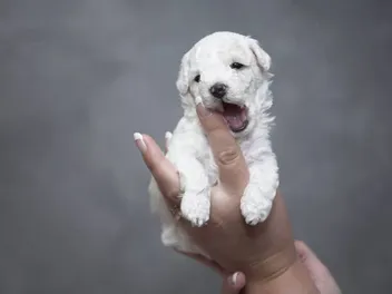 How to Choose a Puppy From a Litter (3 Vet-Approved Tips)