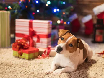 15 Best Gifts for Dogs in 2026 - Reviews & Top Picks