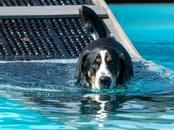 5 DIY Dog Pool Ramp Plans You Can Make Today (With Pictures)