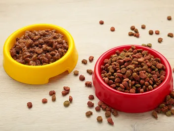 Does Dog Food Attract Roaches? Facts & How to Keep Them Away