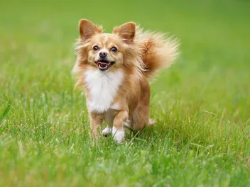 How Fast Can a Chihuahua Run? Vet-Verified Facts & Info