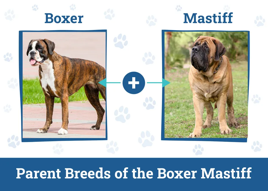 Parent Breeds of the Boxer Mastiffs