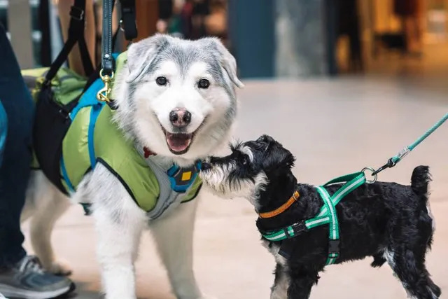 The Consequences of Dog Inbreeding: Vet-Verified Problems & Risks