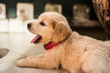 photo of brown dog yawning