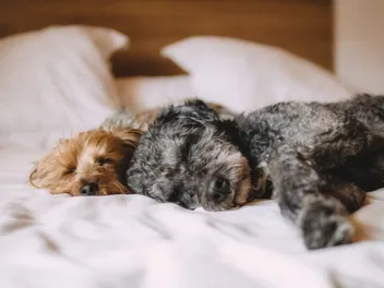 Why Does My Dog Breathe Fast While Sleeping: Our Vet Explains