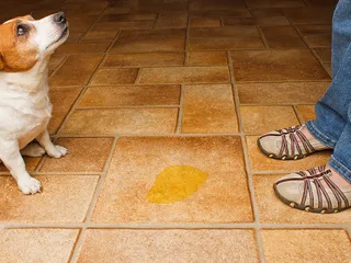 Is Spay Incontinence Permanent? Vet-Verified Facts & Explanation