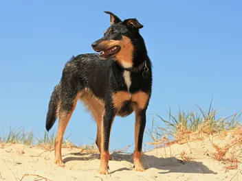 Top 6 Dog-Friendly Beaches in Los Angeles: Off-Leash & On-Leash Places to Go