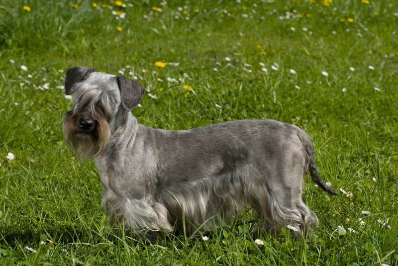 Cesky Terrier dog standing on the meadow