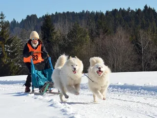 How to Train a Sled Dog: 12 Vet-Approved Tips & Equipment Essentials