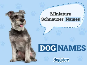 400+ Miniature Schnauzer Names: Ideas for Petite & Sophisticated Dogs