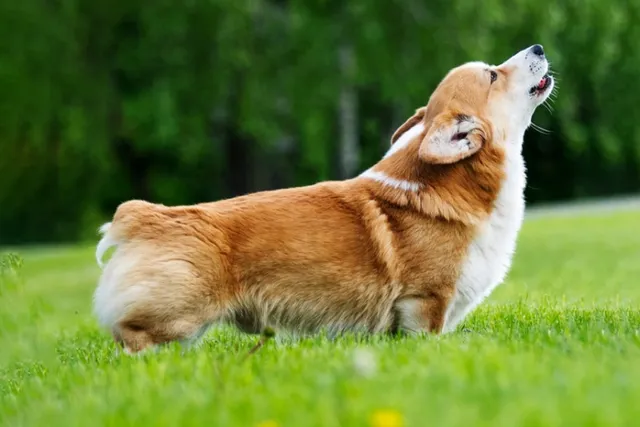Dog Debarking Surgery: Is It Legal & Vet-Approved Correction Tips