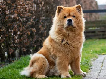 10 Dog Breeds That Cost More Than a Car - Find Out If You’d Pay This Much For a Pup