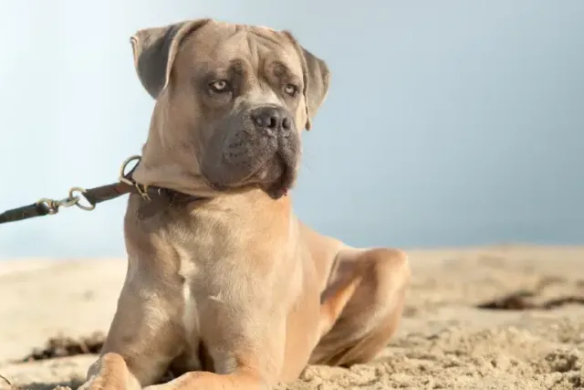 Formentino Cane Corso: Info, Pictures, Origin & History