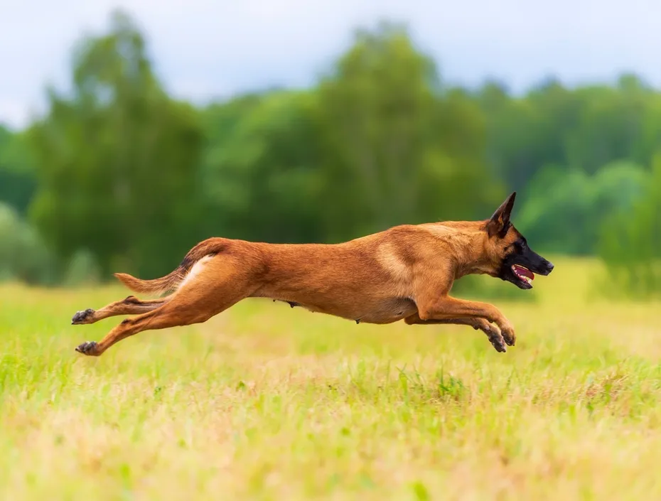 Belgian shepherd malinois dog running on the grass
